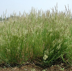 コース内の主な植物とその特徴