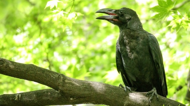 カラスの行動パターンを理解する