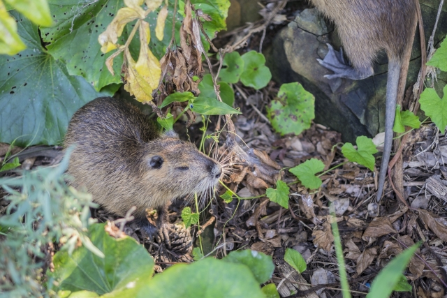 ゴルフ場自体が地域の生態系の一部